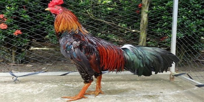 Cách xem tướng gà đá cựa sắt qua ngoại hình