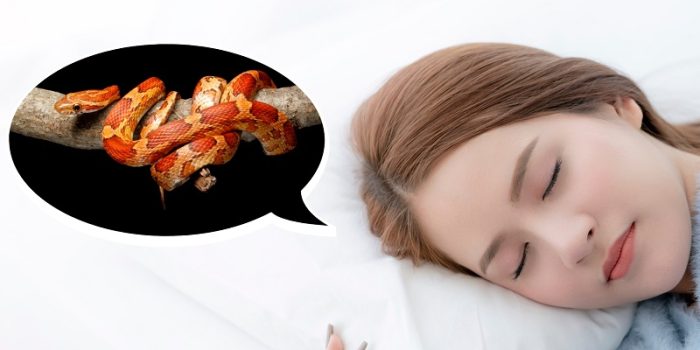 Mơ thấy rắn đánh con gì giúp trúng lớn?