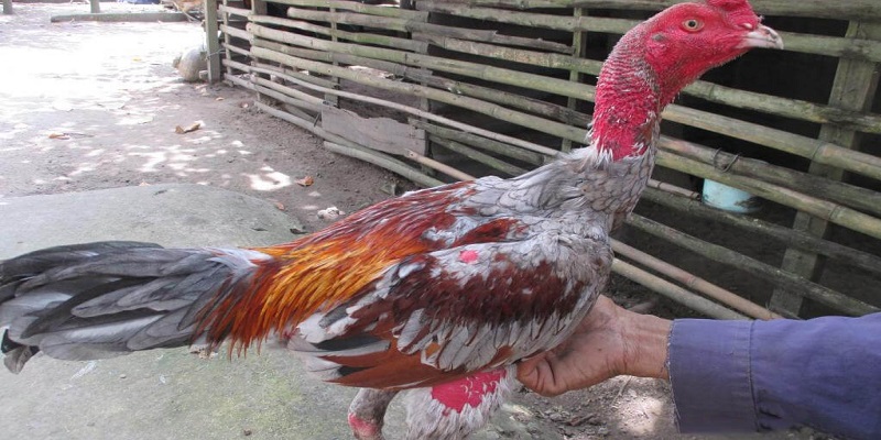 Trò bịp trong đá gà – Các chiêu thức lừa đảo cần cảnh giác