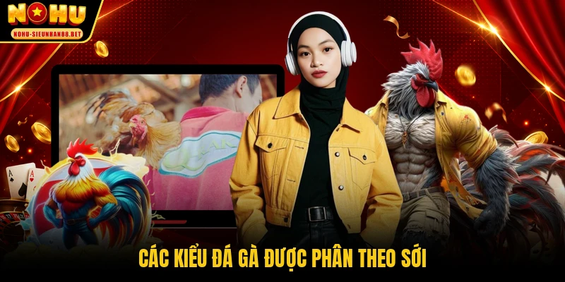 Các kiểu đá gà được phân theo sới